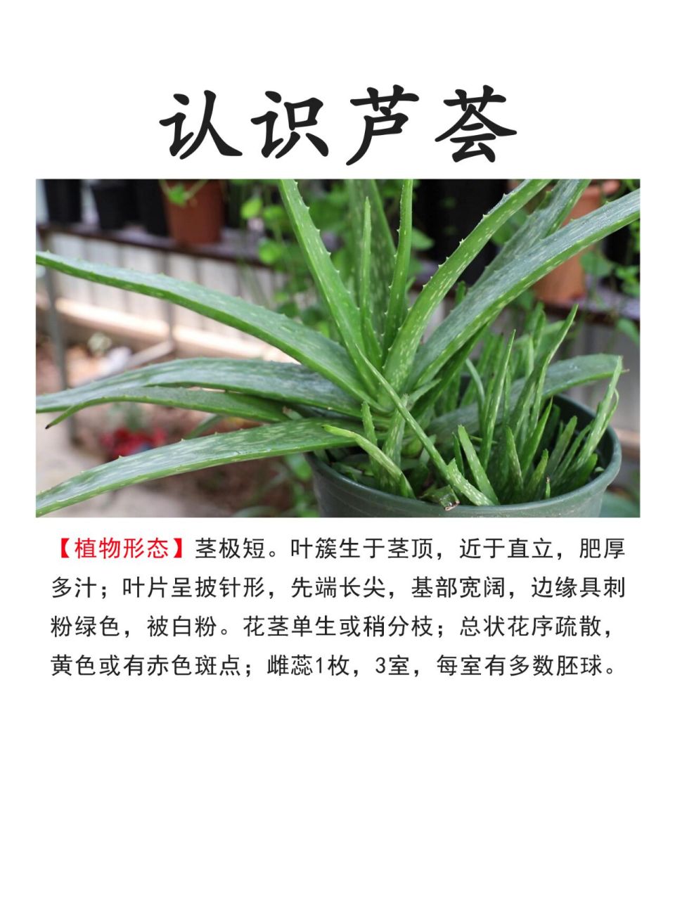 库拉索芦荟原产非洲北部地区,南美洲的西印度群岛广泛栽培,我国亦有