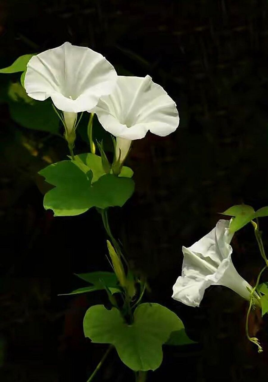 路边植物园|朝颜(牵牛花) 如果说"夕颜"这个名字,体现了日本传统"物哀