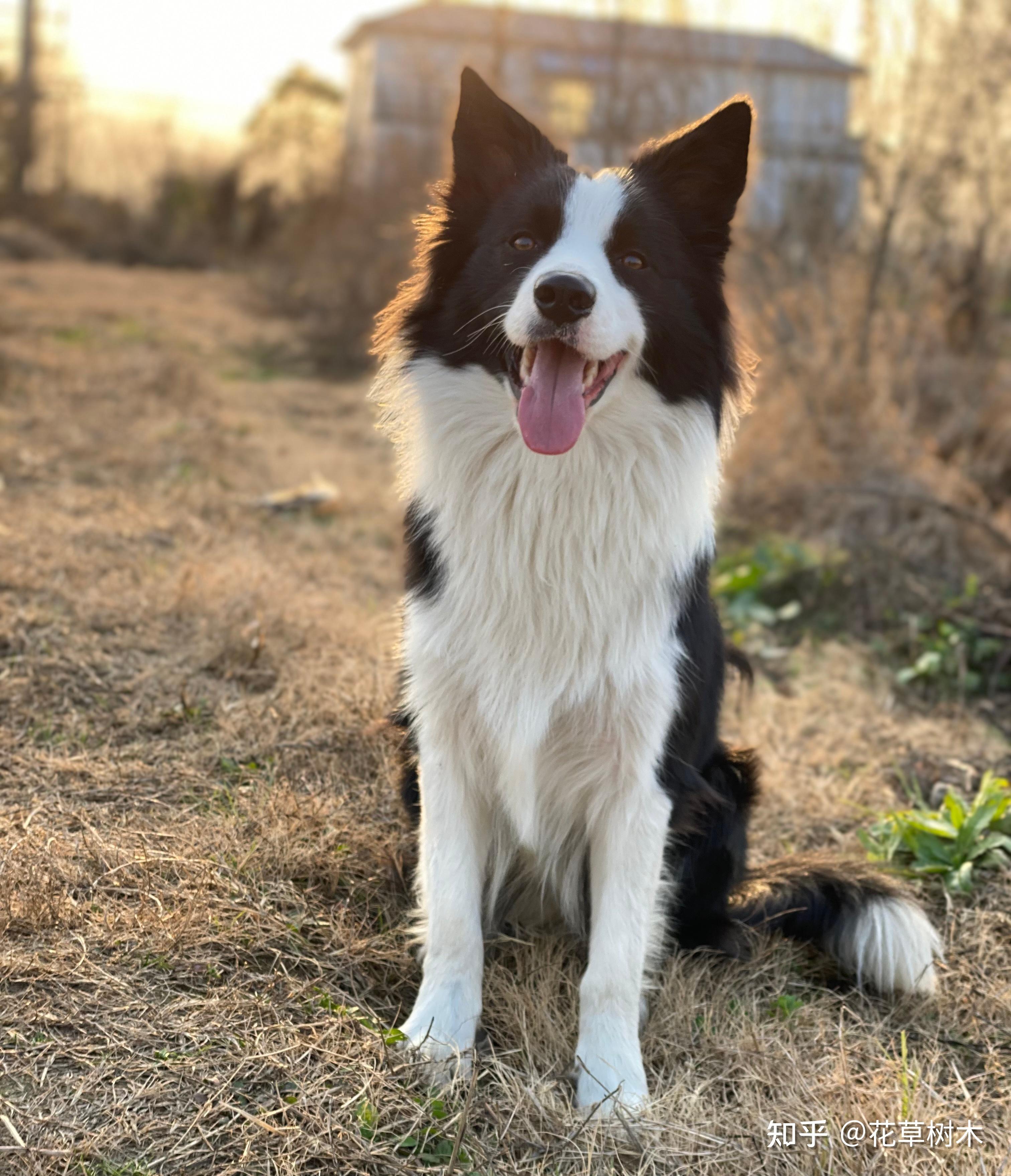 边牧犬多少钱一只图片