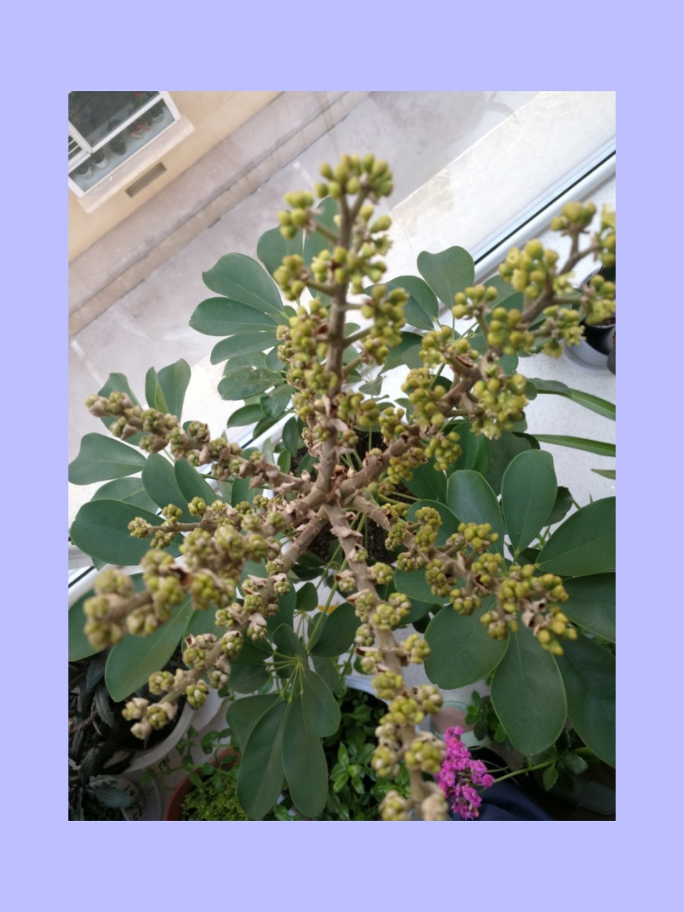 鸭掌木开花 鸭掌木开花花🌸🌸 第一张,2020.9.