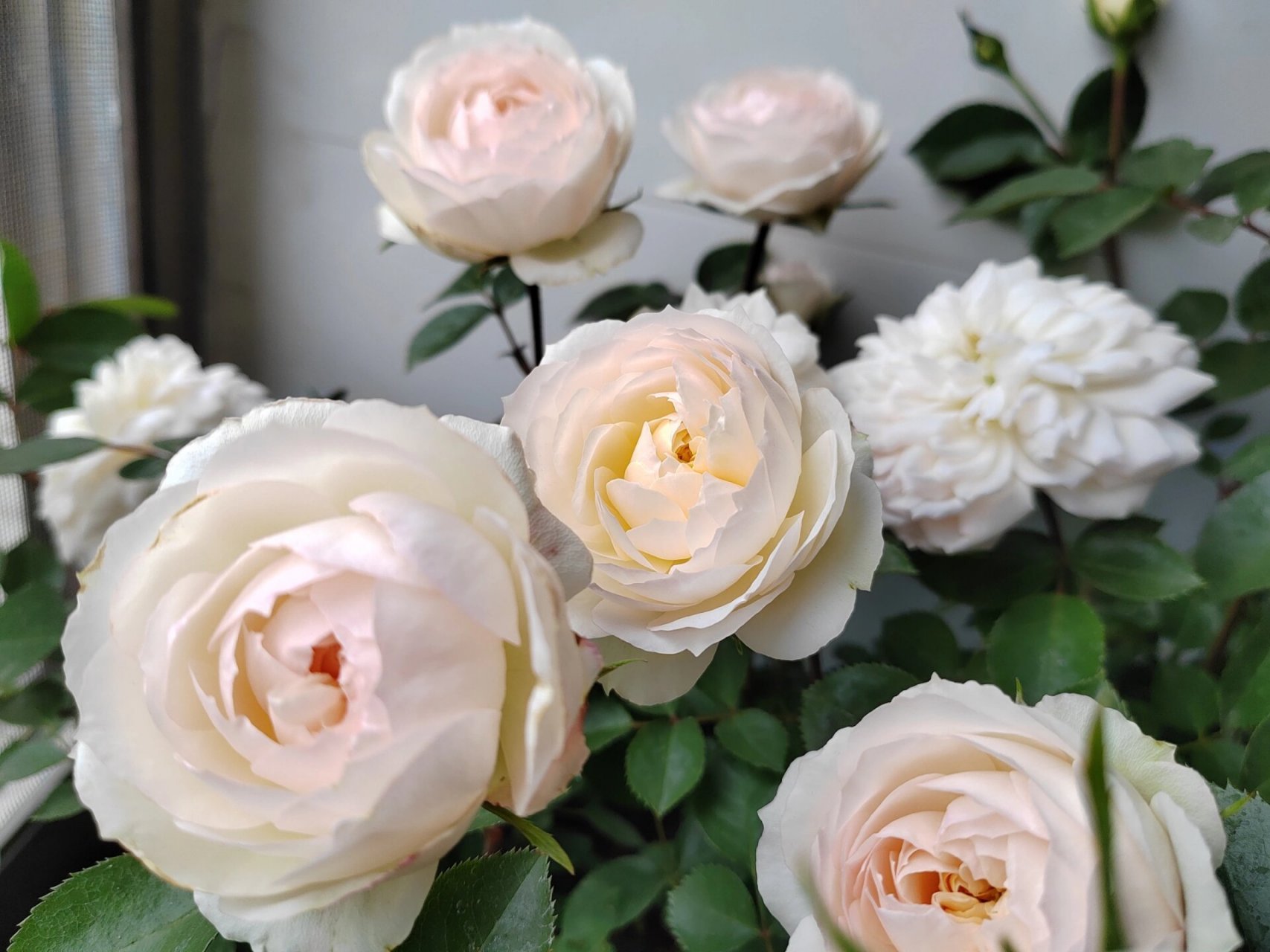 斯蒂芬男爵 斯蒂芬男爵月季,放在阳台里面了,没有拿到外面,还是挺香的