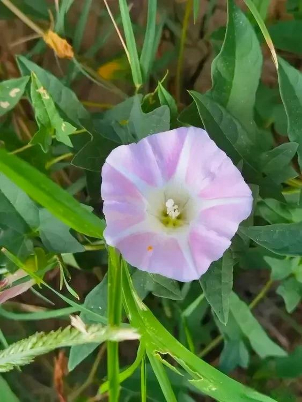 花青虫图片