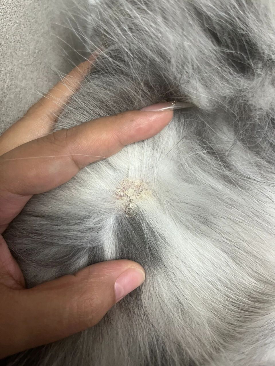 逆子三个月患了狗癣95 疫情影响终于有时间更新了 淘宝冠状终于转阴