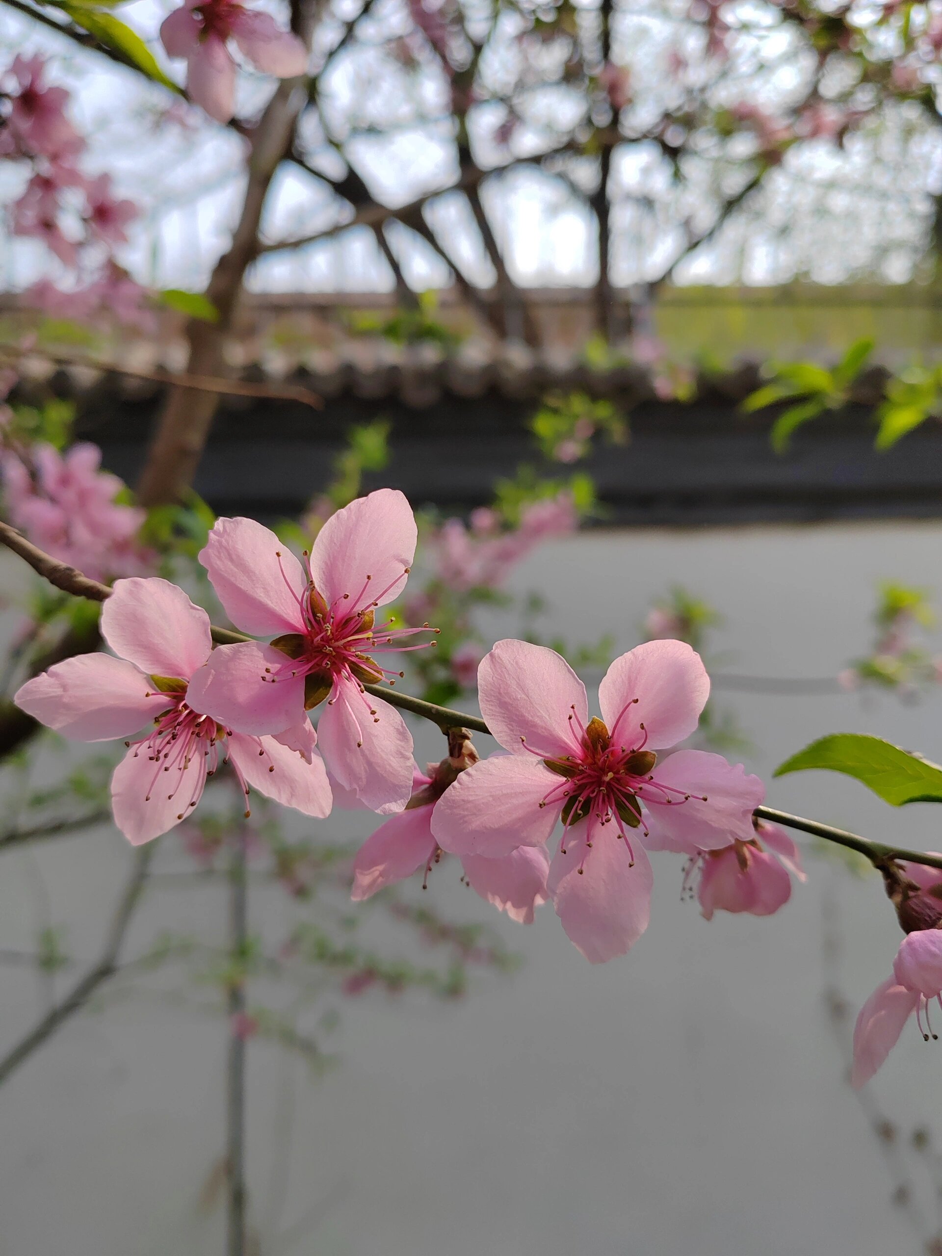 每日一花(单粉桃) 单粉桃: 花期: 单瓣桃花是观赏桃里最早开花的种类.