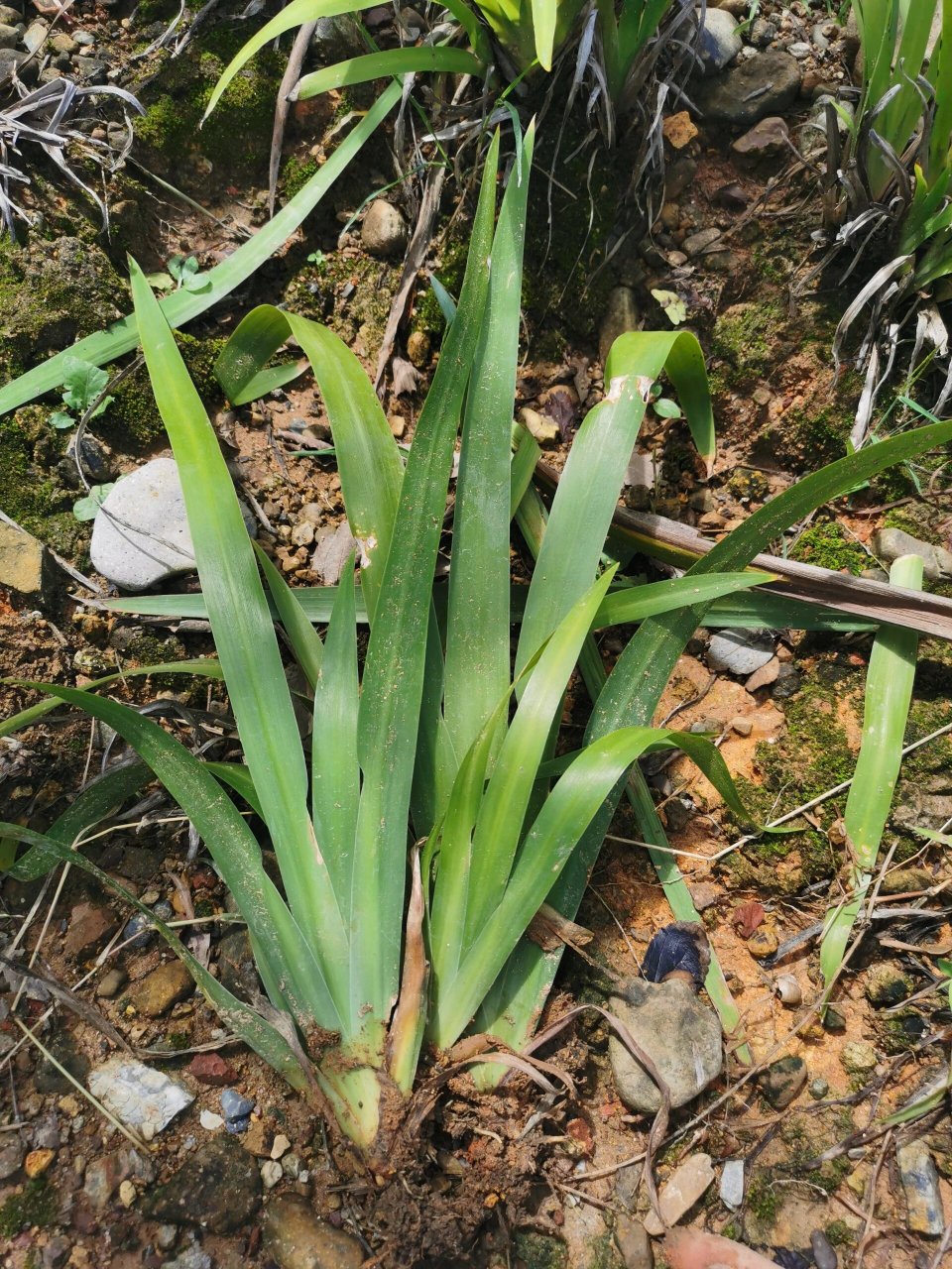 图3是多多网购的,买的时候写的龙根菖蒲,我也不想管是水菖蒲还是石
