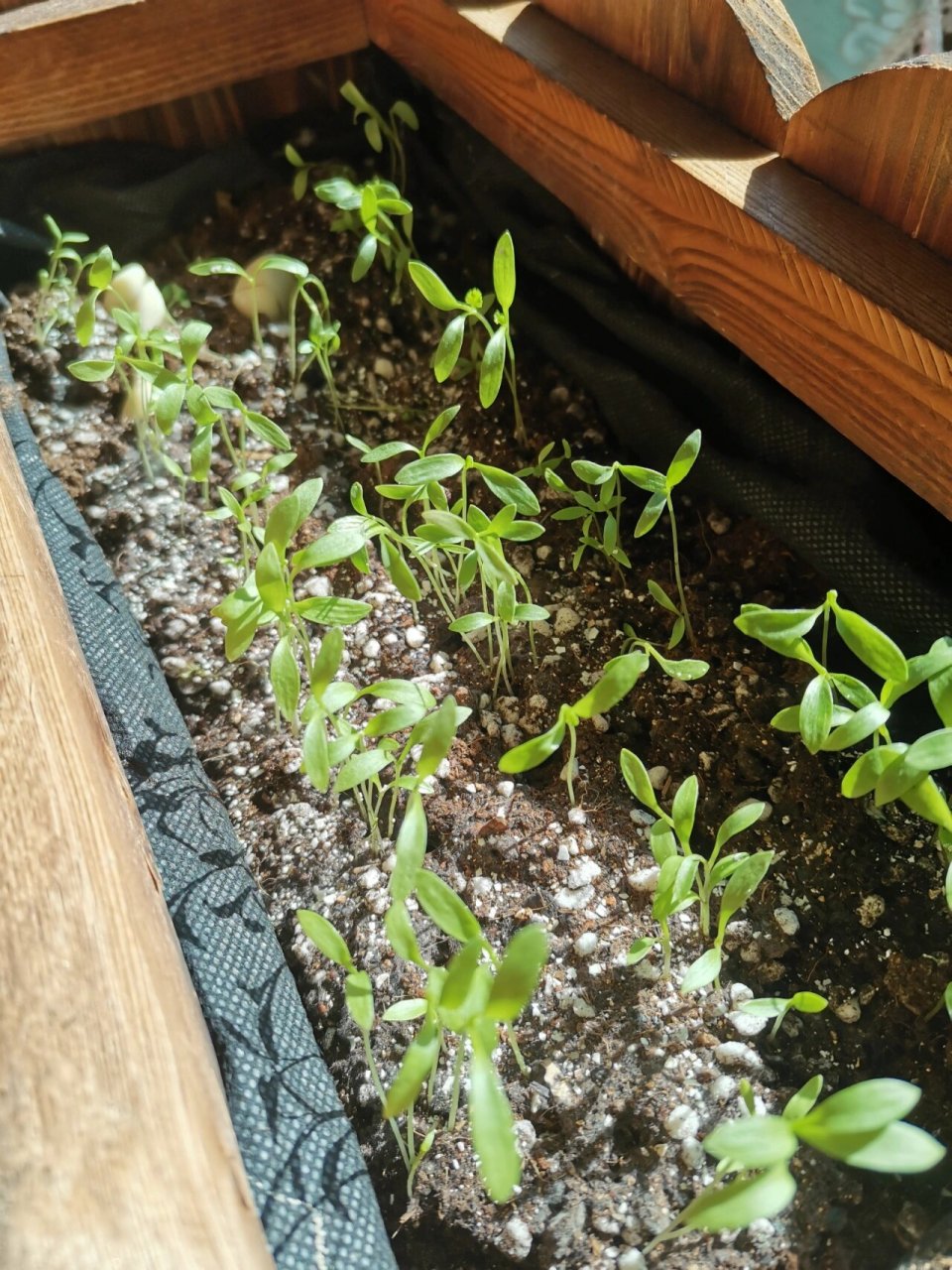 第十二天的香菜苗 经过我12天的悉心照料,虽然没有全军覆没但是大部分