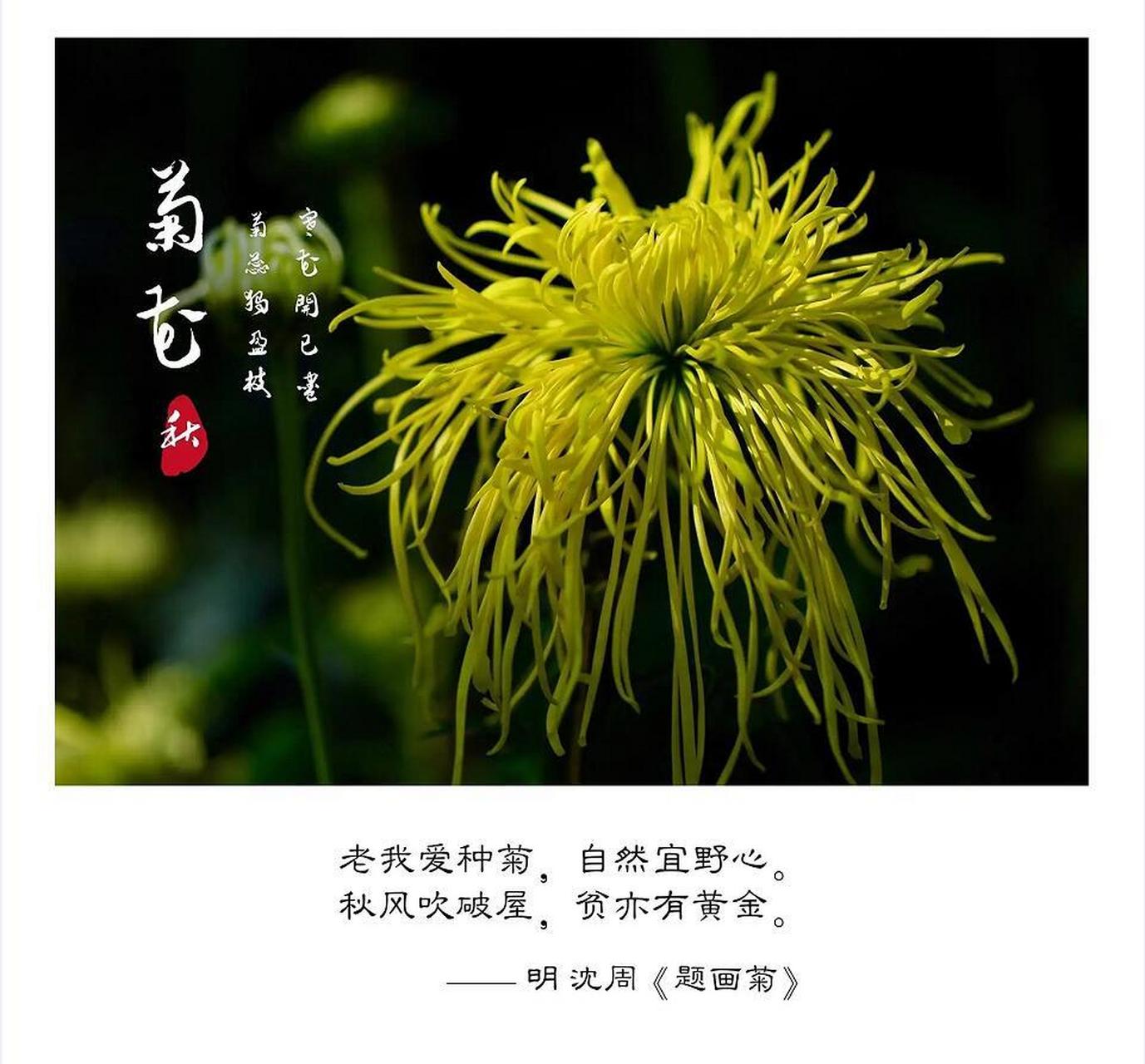 唐·太宗《赋得残菊》 阶兰凝暑霜,岸菊照晨光.