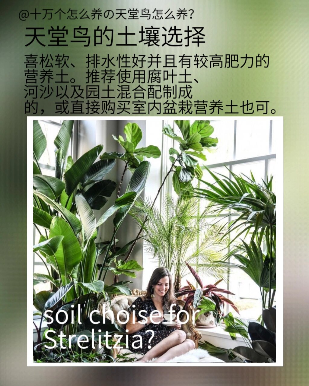 strelitzia | 天堂鸟养护 九大常见问题 73 一花—名 因为花的外形