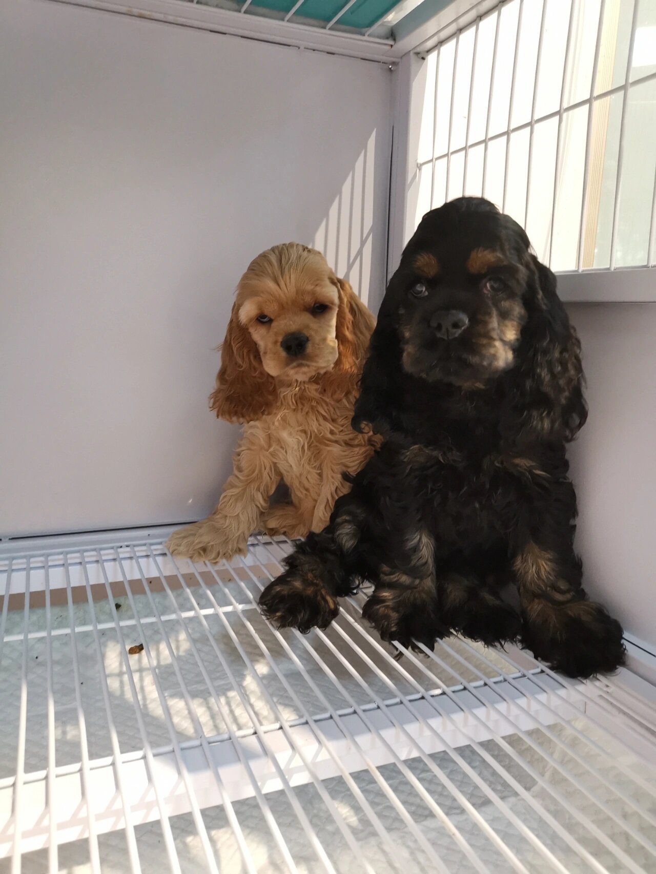 可爱到模糊的美国可卡犬