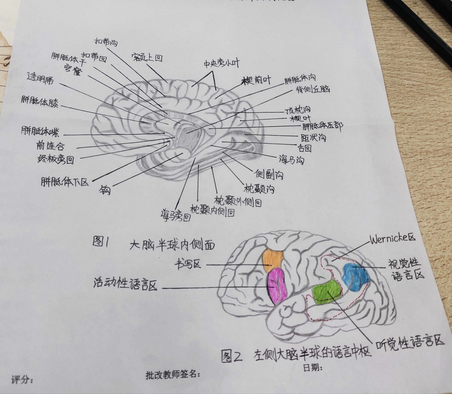 大脑半球外侧面素描图片