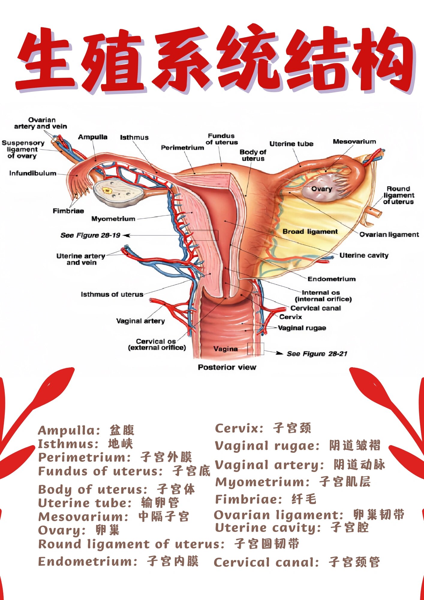 备考rn/女性生殖系统结构图!单词!