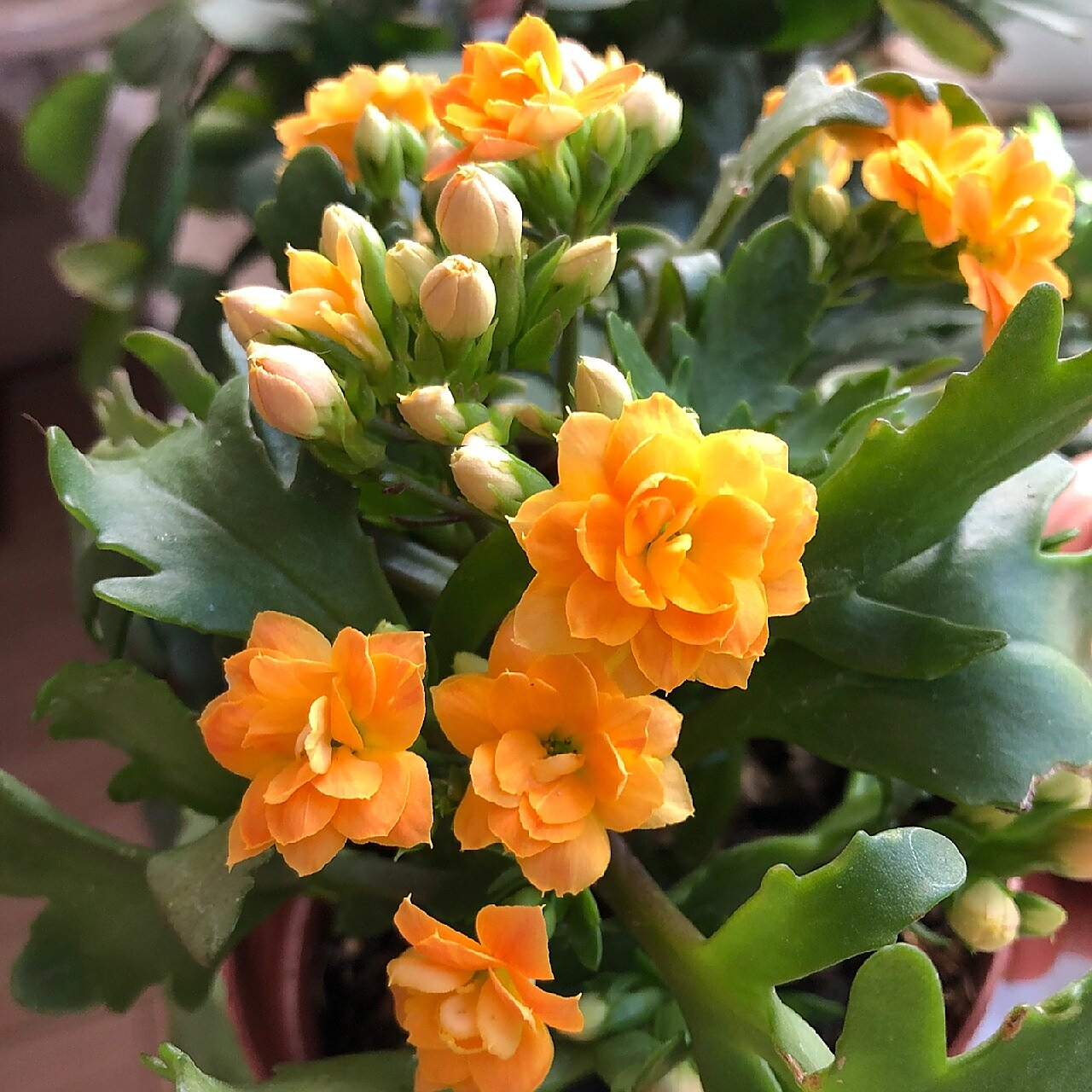 长寿花分享(85)-索尔丹 鹿角叶 橘色和黄色渐变,或者是橙色和黄色渐变