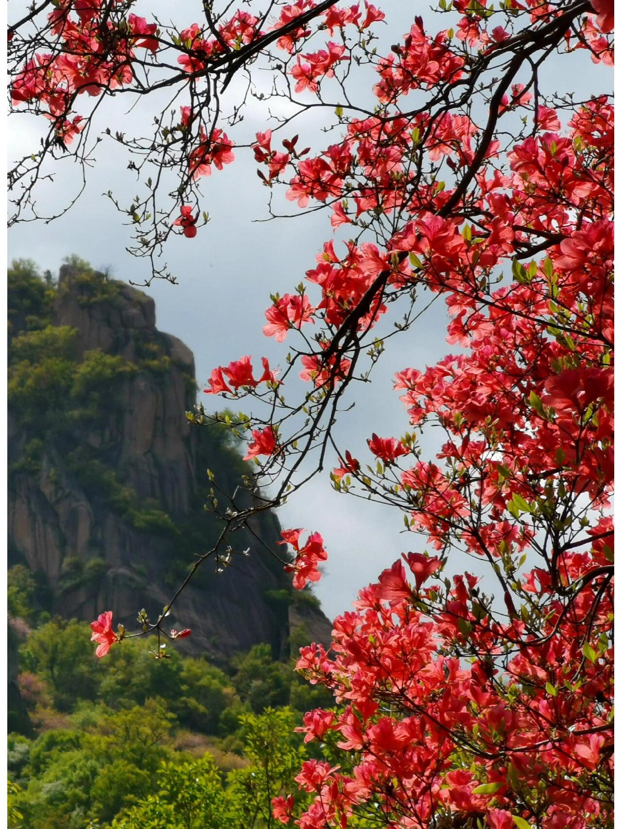 洛阳西泰山景区杜鹃花图片