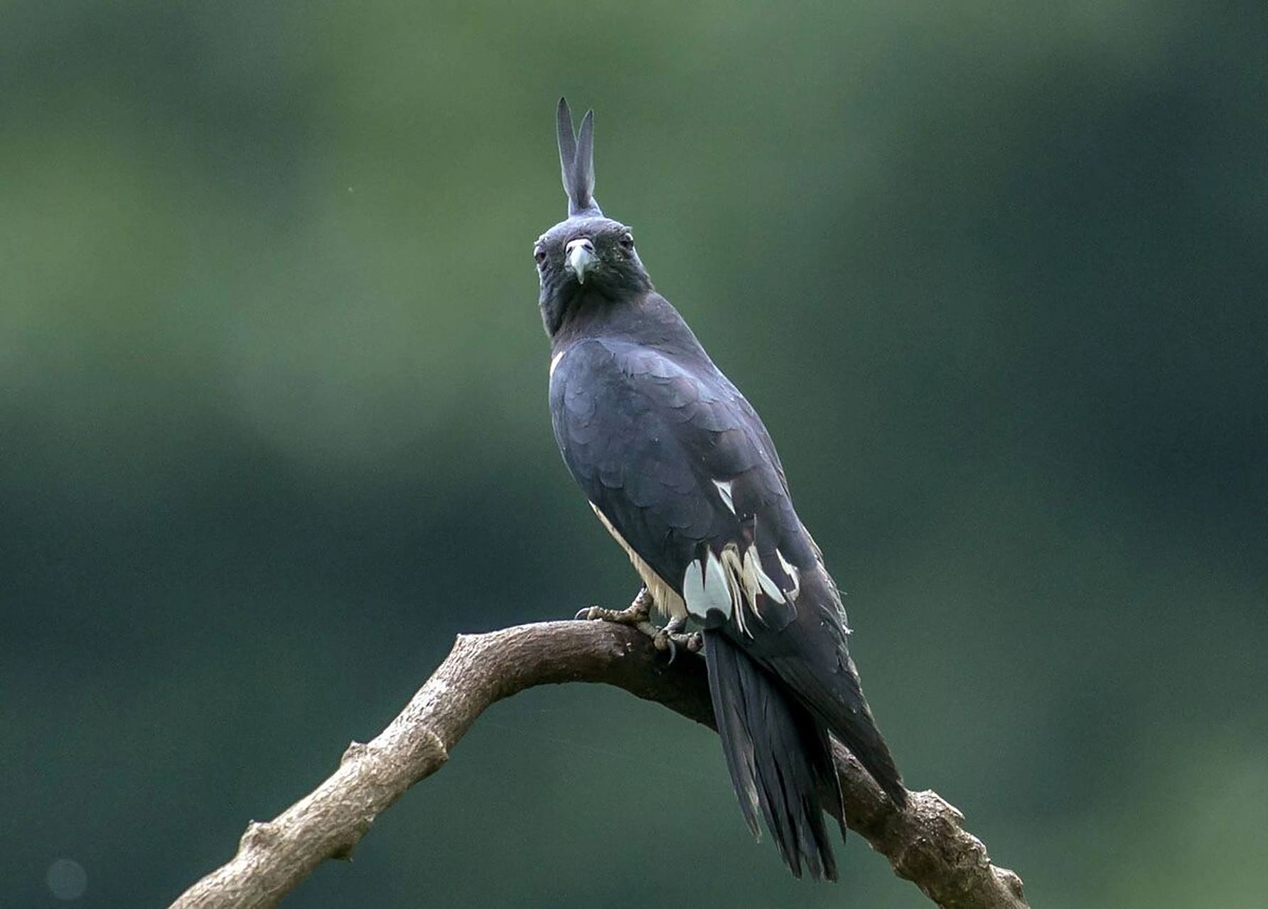 摄影打鸟|"骇客"黑冠鹃隼 黑冠鹃隼头顶黑色的长冠,身披黑色羽毛,间插