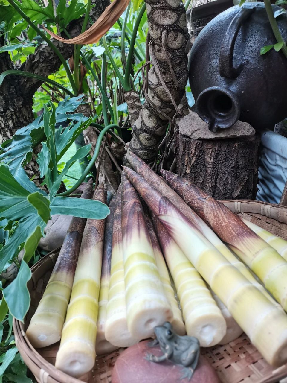 方竹笋 邓博士是我见过的最细心的朋友,他从南川老家给我寄了一箱特产