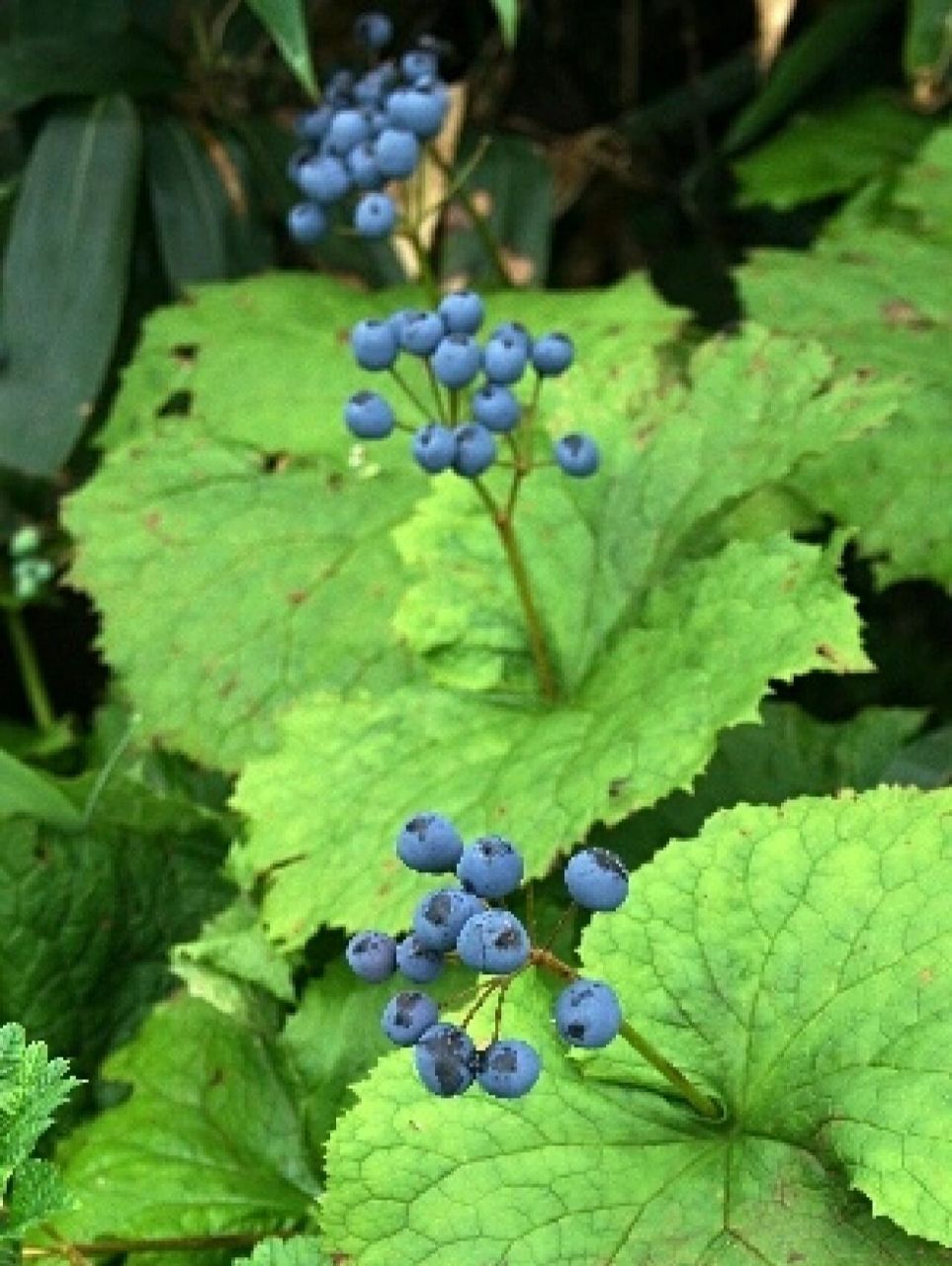 每日植物-山荷叶,遇水变透明的隐身花 南方山荷叶  花色:白色 高度:40