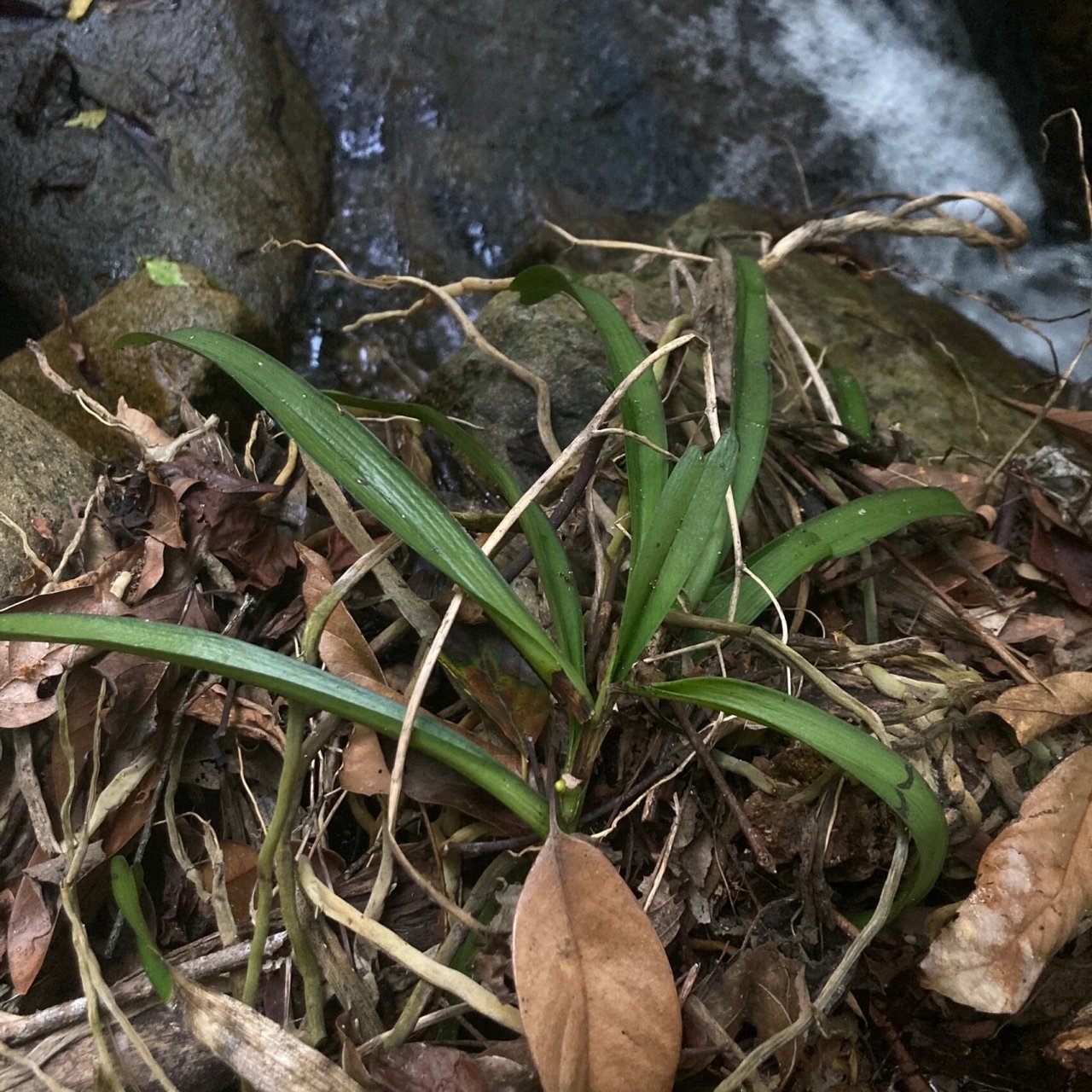 原生境的大序隔距兰