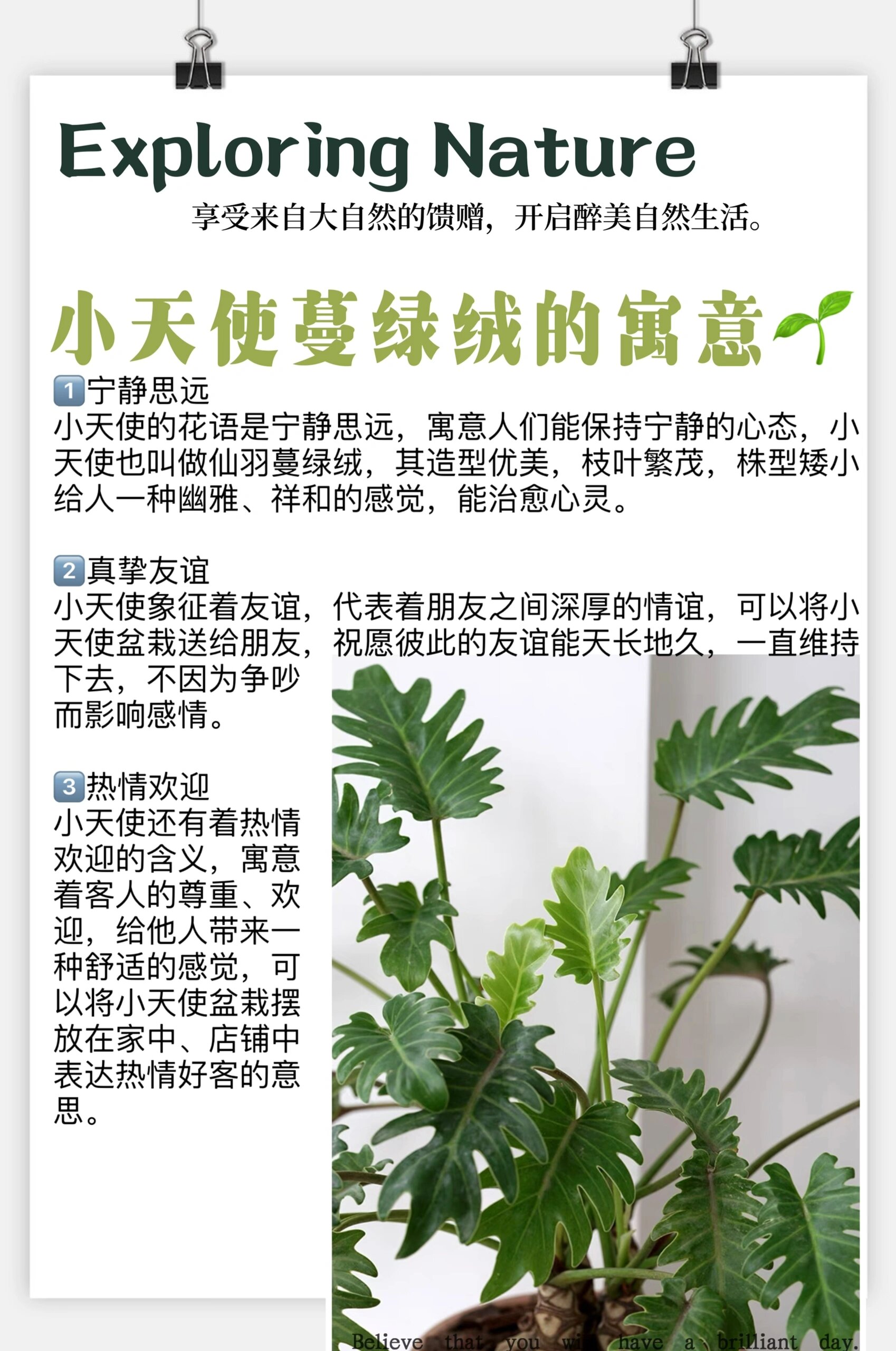 客厅植物-小天使蔓绿绒97 11566宁静思远 小天使的花语是宁静