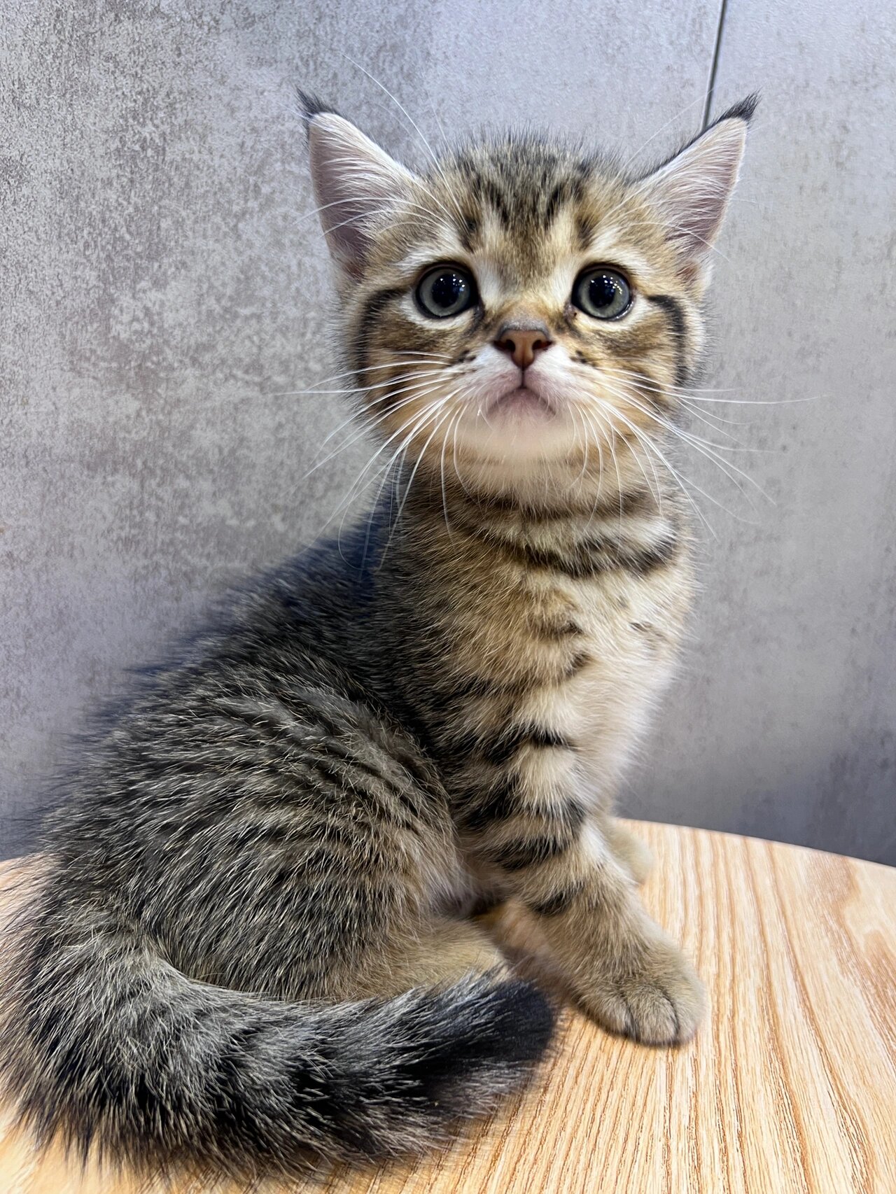 一个半月的金虎斑猫崽崽92