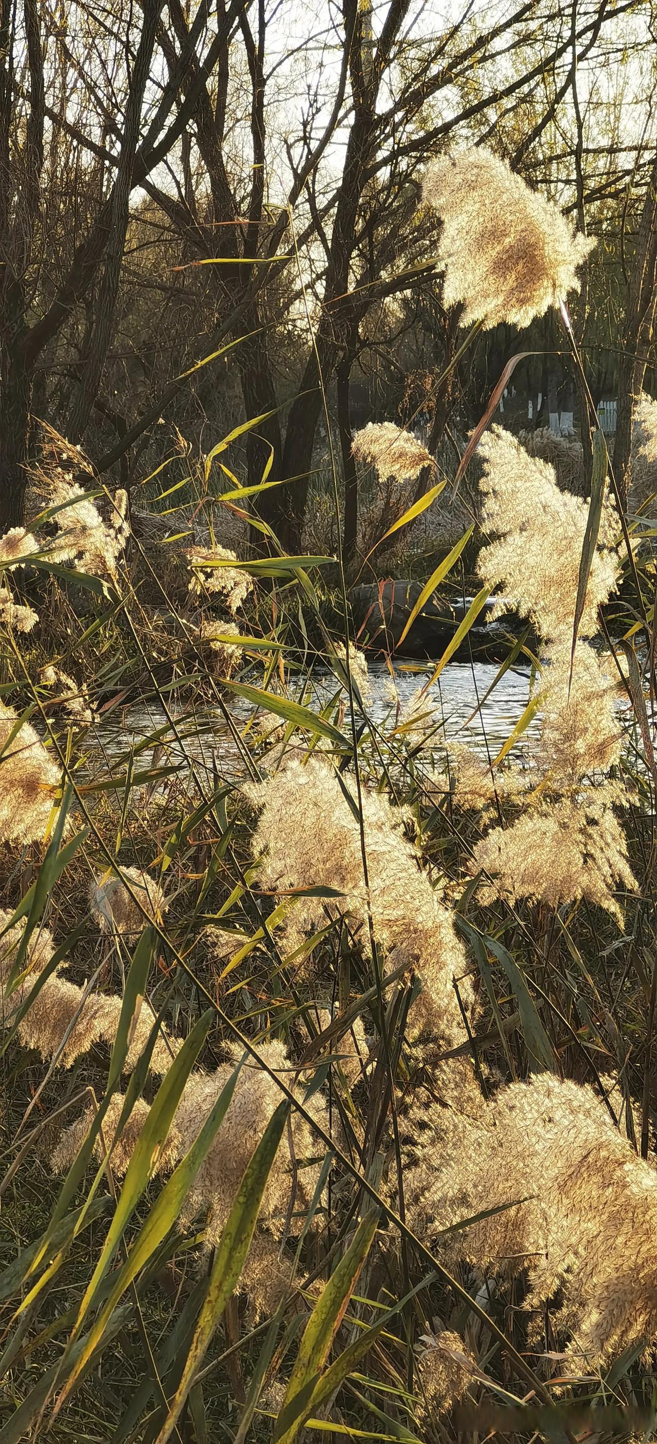 分享手机随拍的美景 虞舜公园的芦苇荡