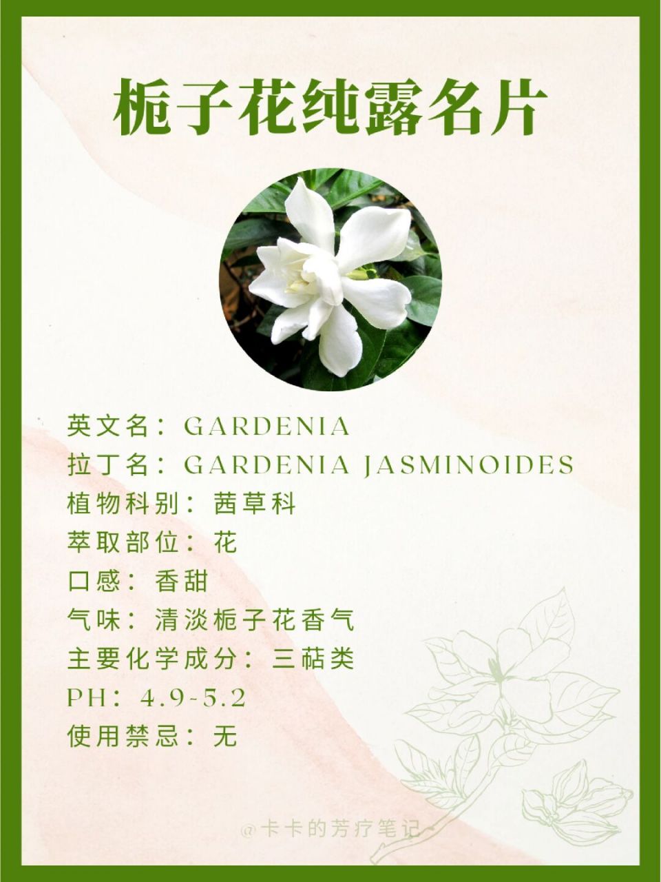 栀子花简介名片图片