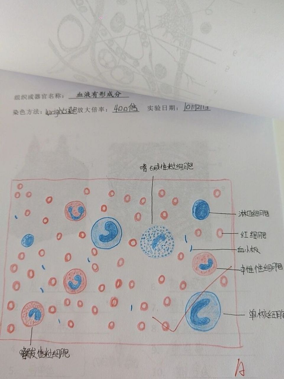 组胚血细胞手绘图图片