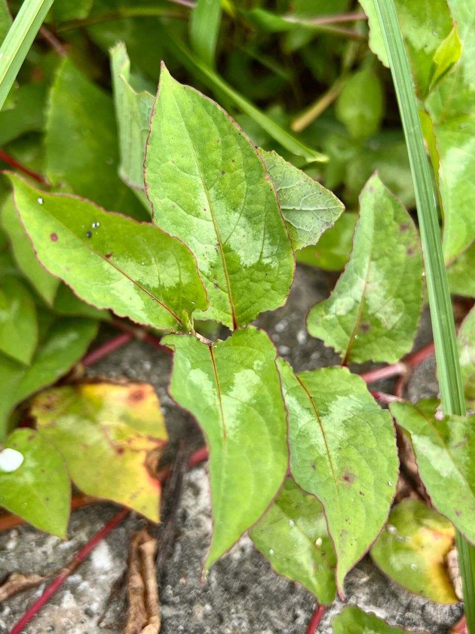 68: 火炭母  火炭母,中药名.