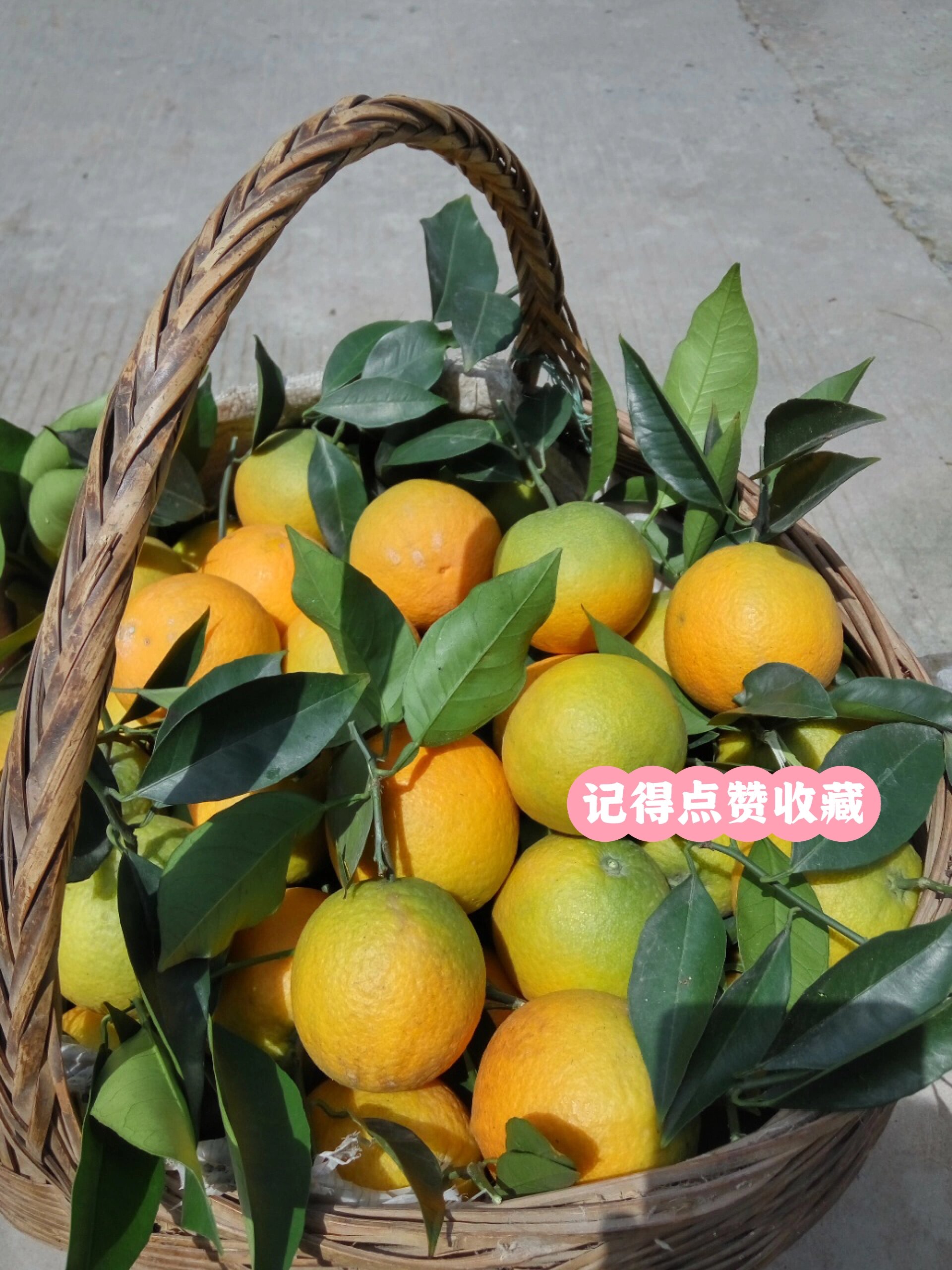 秭归夏橙酸甜适口 汁水丰盈 当季的鲜橙 和小时候吃过一样味道!