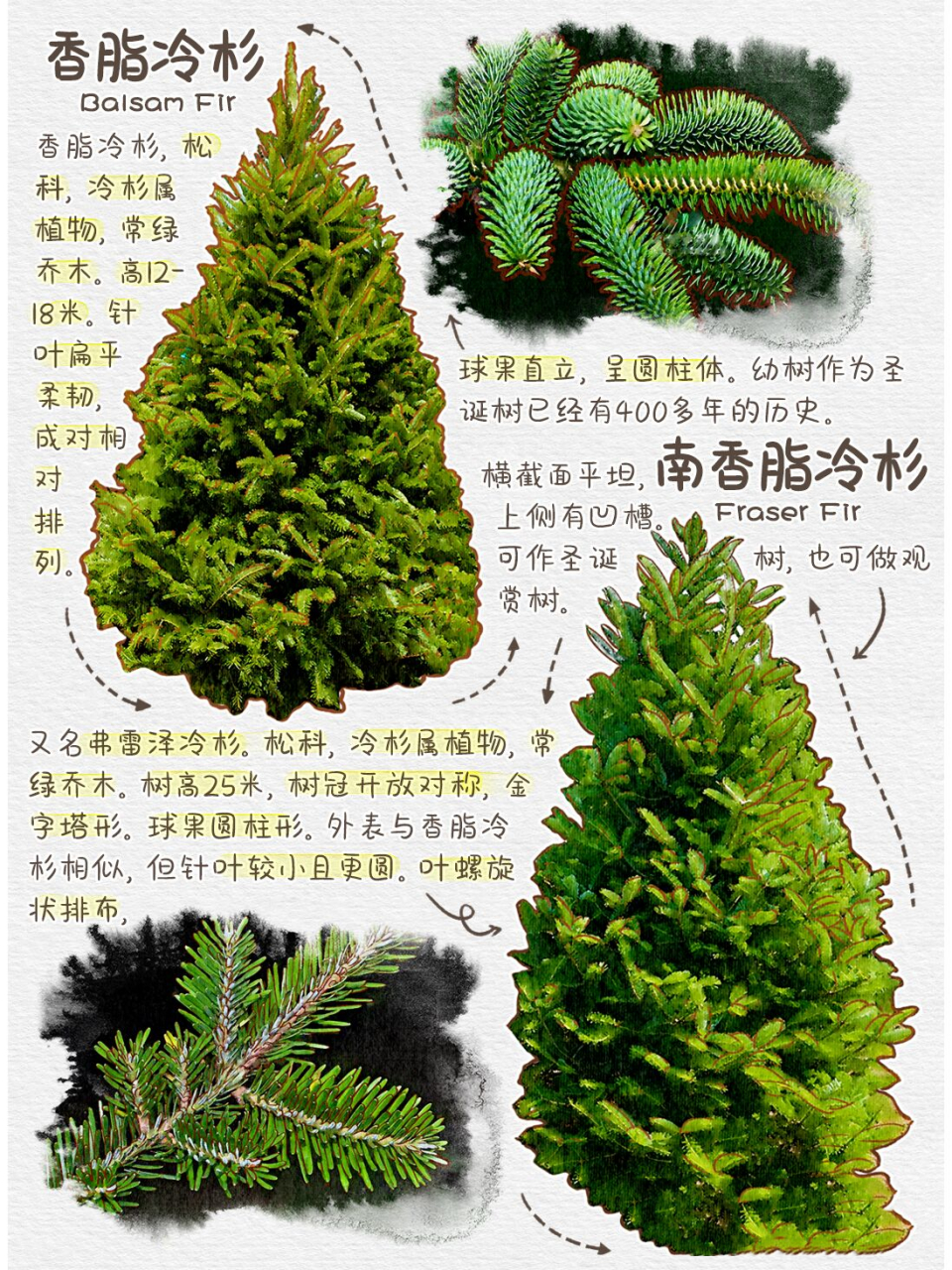 原来圣诞树的种类这么多,圣诞树分类图鉴 天然圣诞树大多是:云杉,冷杉