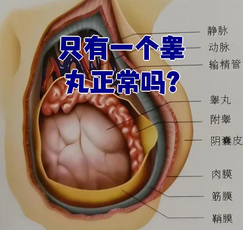 只有一个睾丸是不正常的.正常男性阴囊里应该有两个睾丸