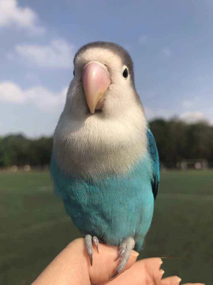 普兰白面牡丹鹦鹉@阿狸侃聊的动态