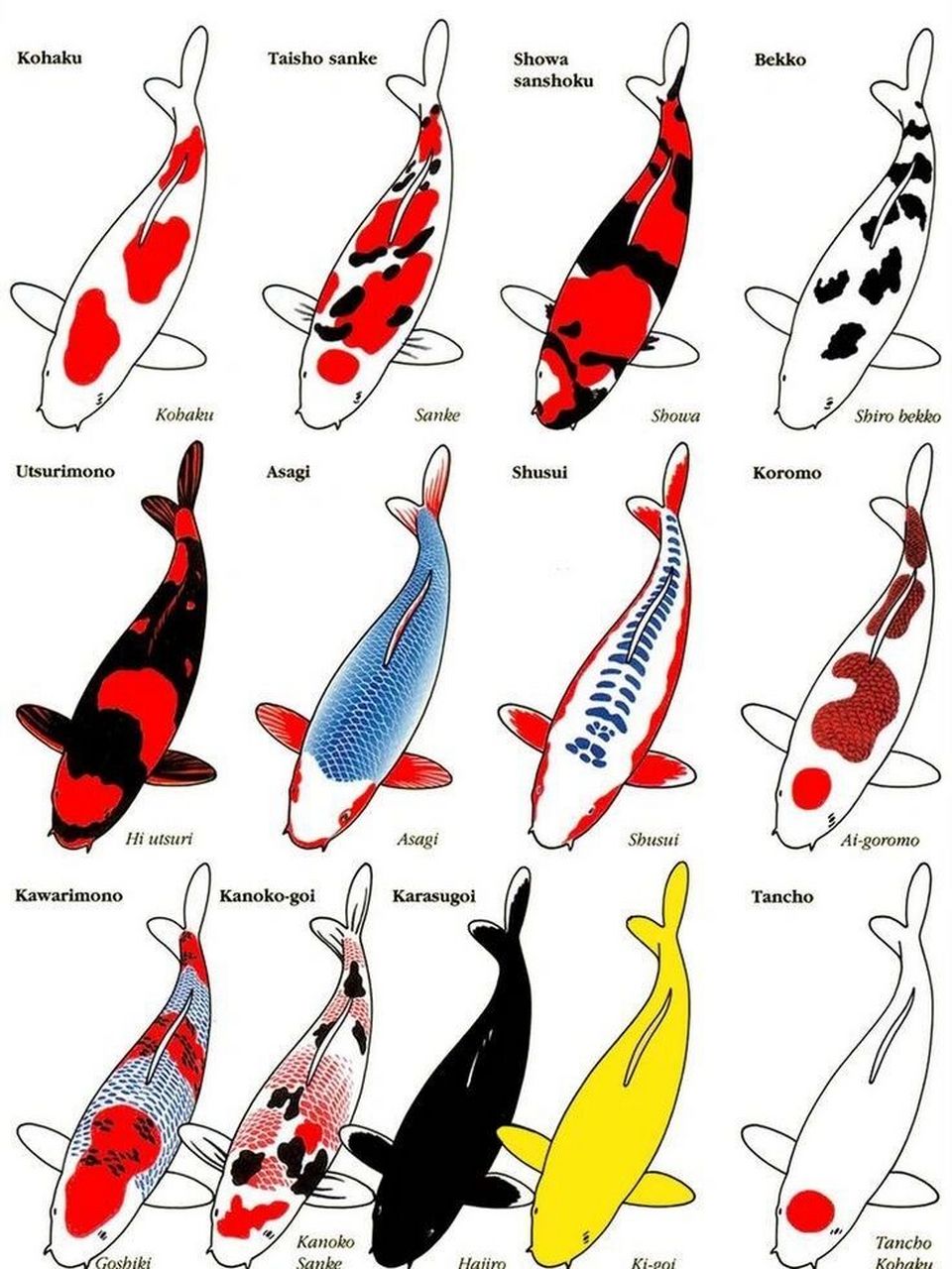 锦鲤种类图谱图片