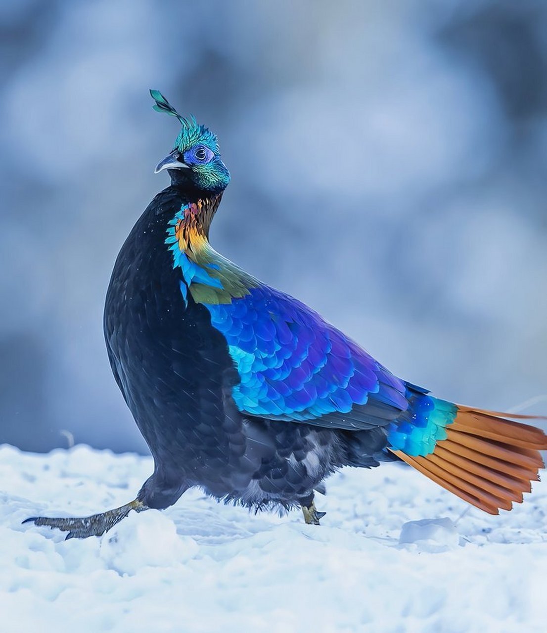 九色鸟,中国西藏特有鸟类之一,棕尾虹雉 棕尾虹雉为雉科,又名九色鸟