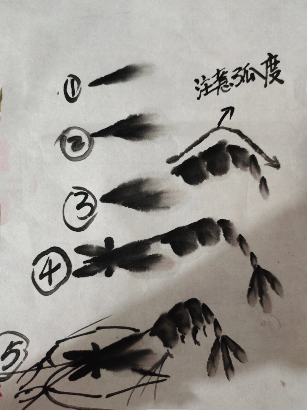 国画虾的画法