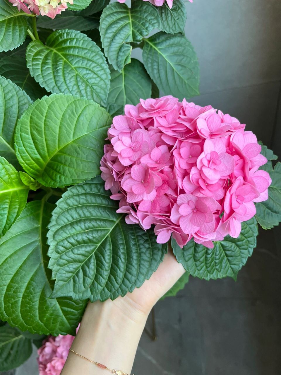 绣球 艾薇塔 这是养的第二年 今年直接爆花了96