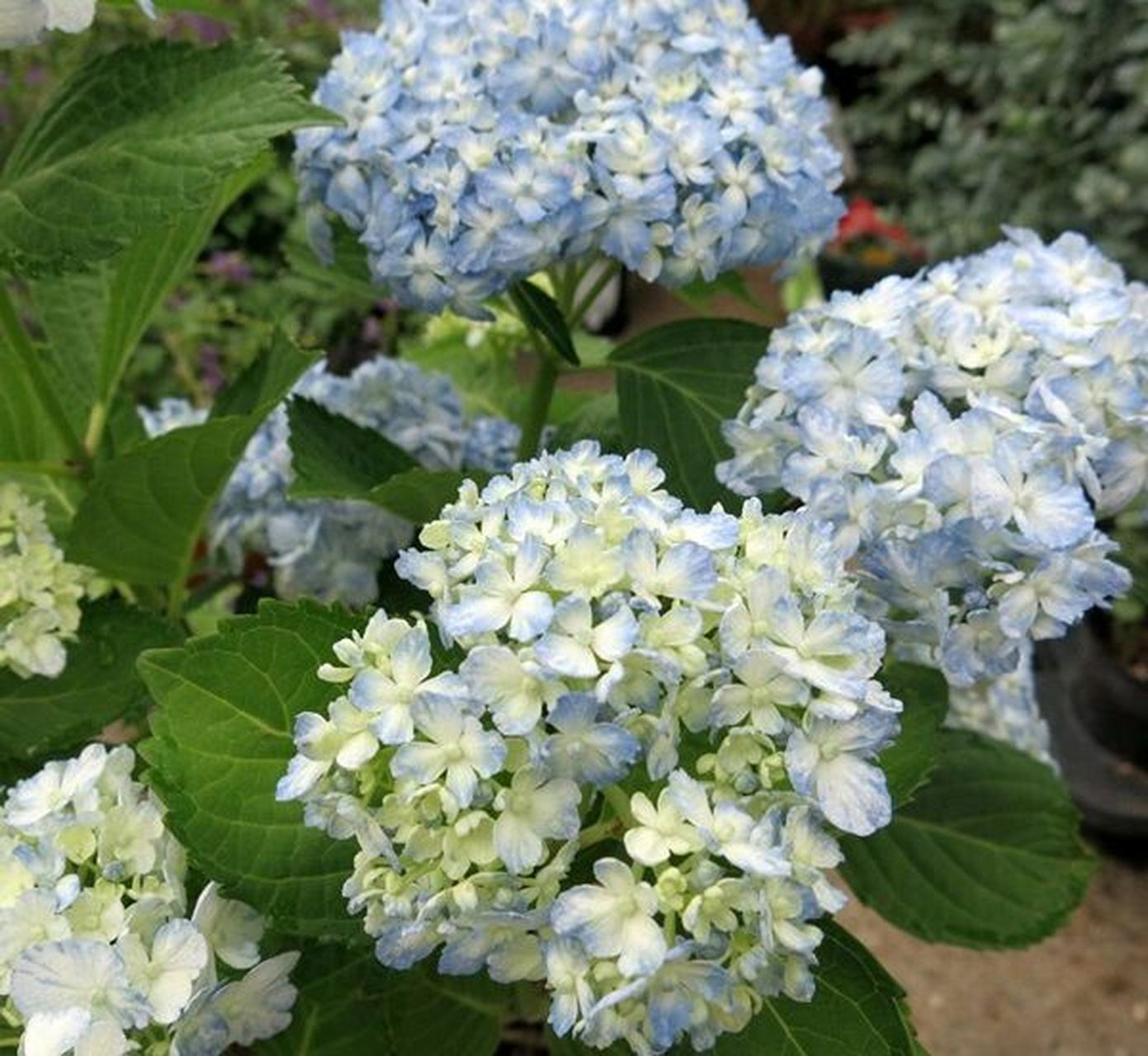 进来唠一唠吧 绣球"友松"为何被大家称为颜值天花板?