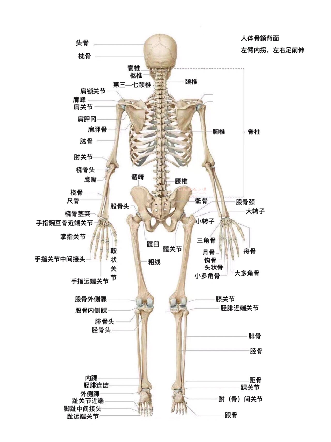 假医学生笔记99697115解剖学人体骨骼