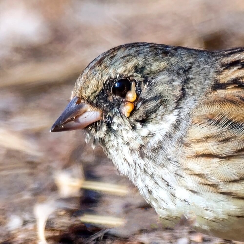 每日一鸟91 - 生病的小可怜灰头鹀