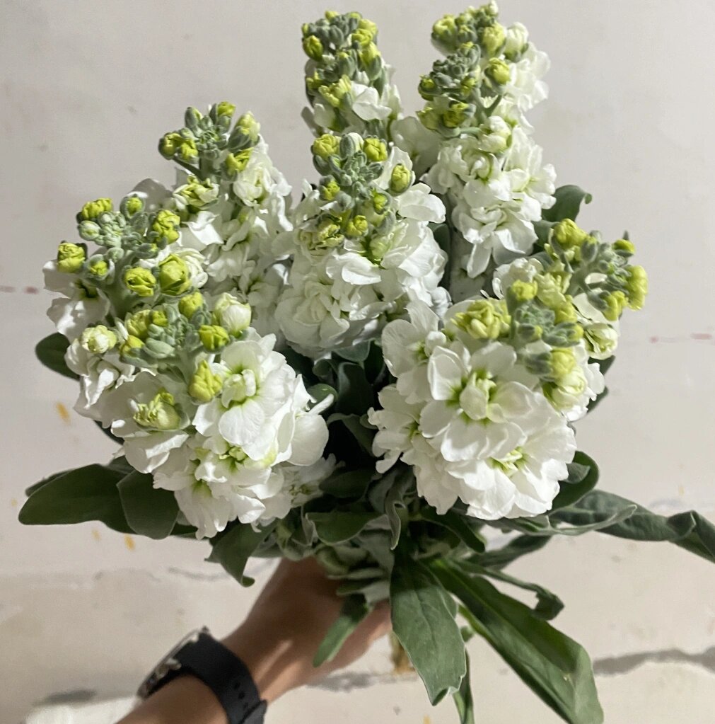 白色紫罗兰,是紫罗兰的一种.花语为"洁白无