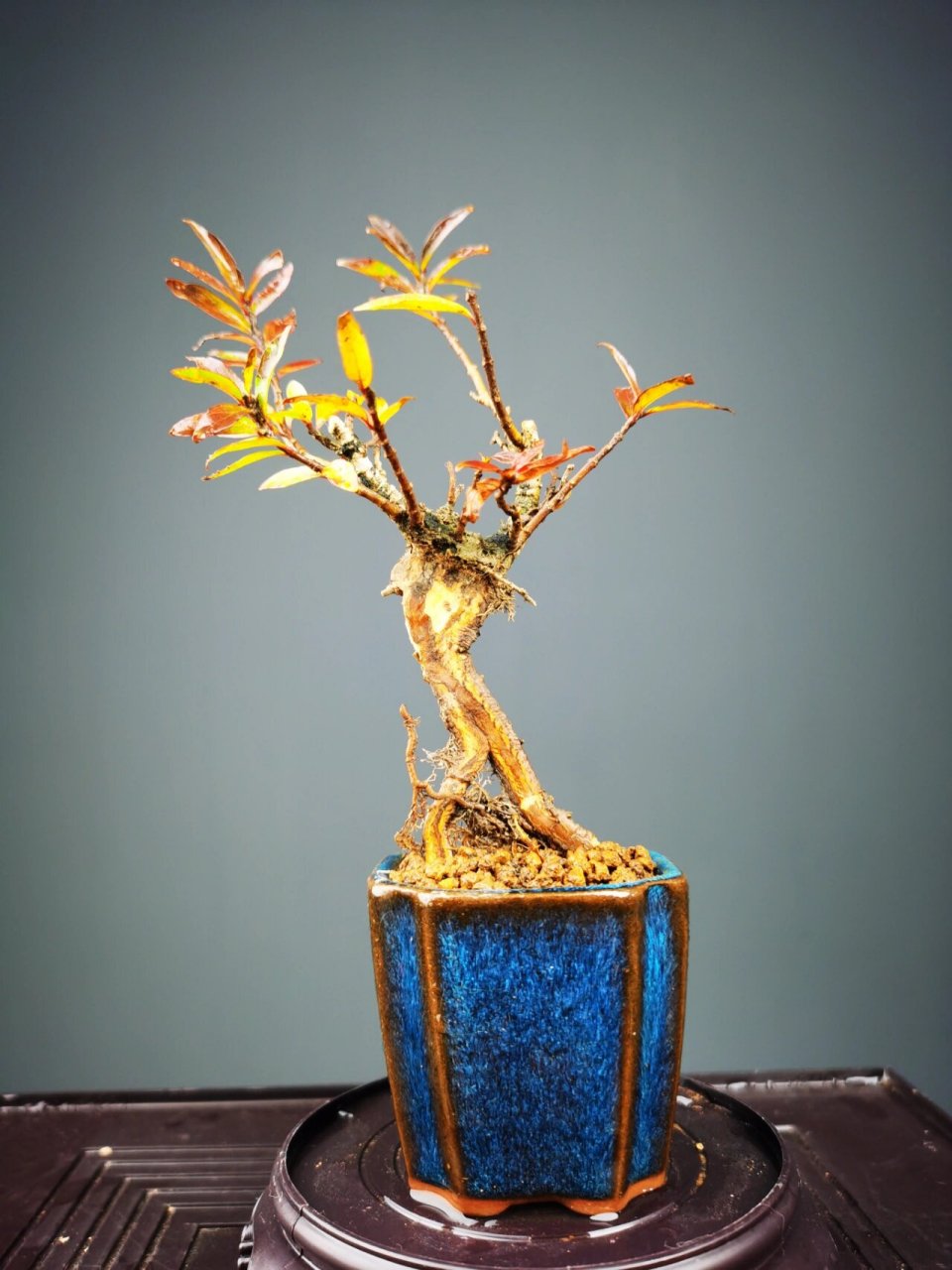 好看的水杨梅盆景 水杨梅真的是新手入门的首选 见水就能活 水培土培