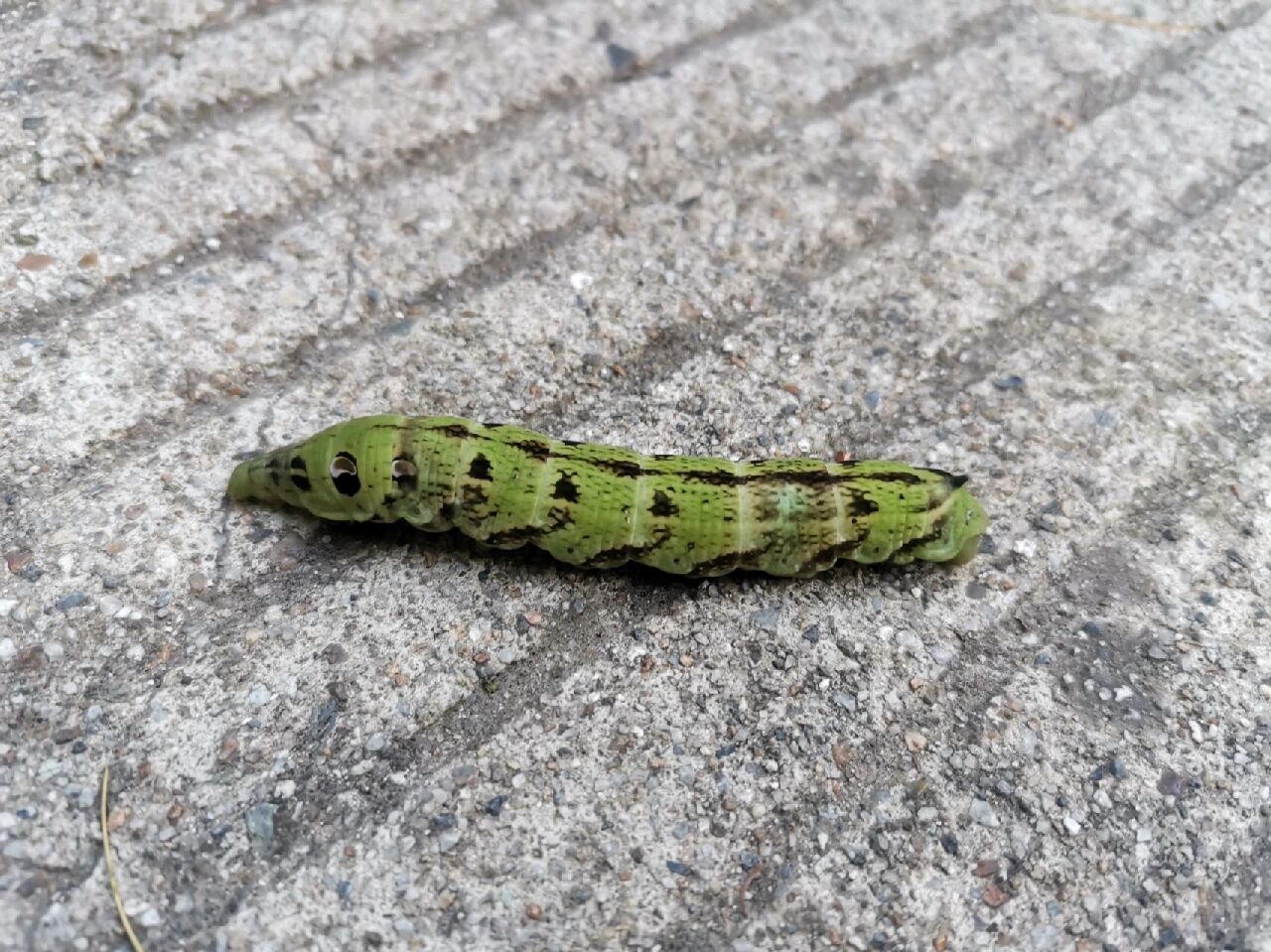 夏日昆虫|91绿毛虫