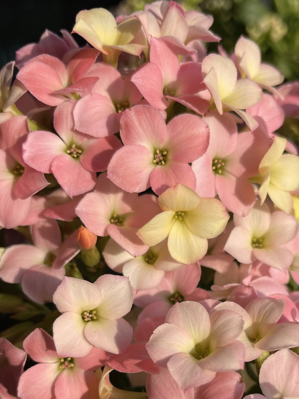 长寿花 单瓣 七彩糖条-梦幻-新力 特别好上颜色,一天就晒得好红,然后