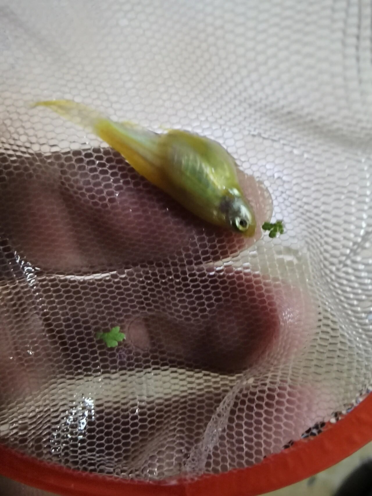蝶翼斑马肚子鼓鼓的是怀孕
