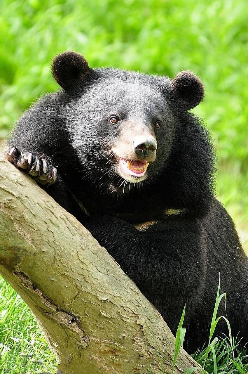 雌性体长110-150厘米,雄性体长120-189厘米;尾长