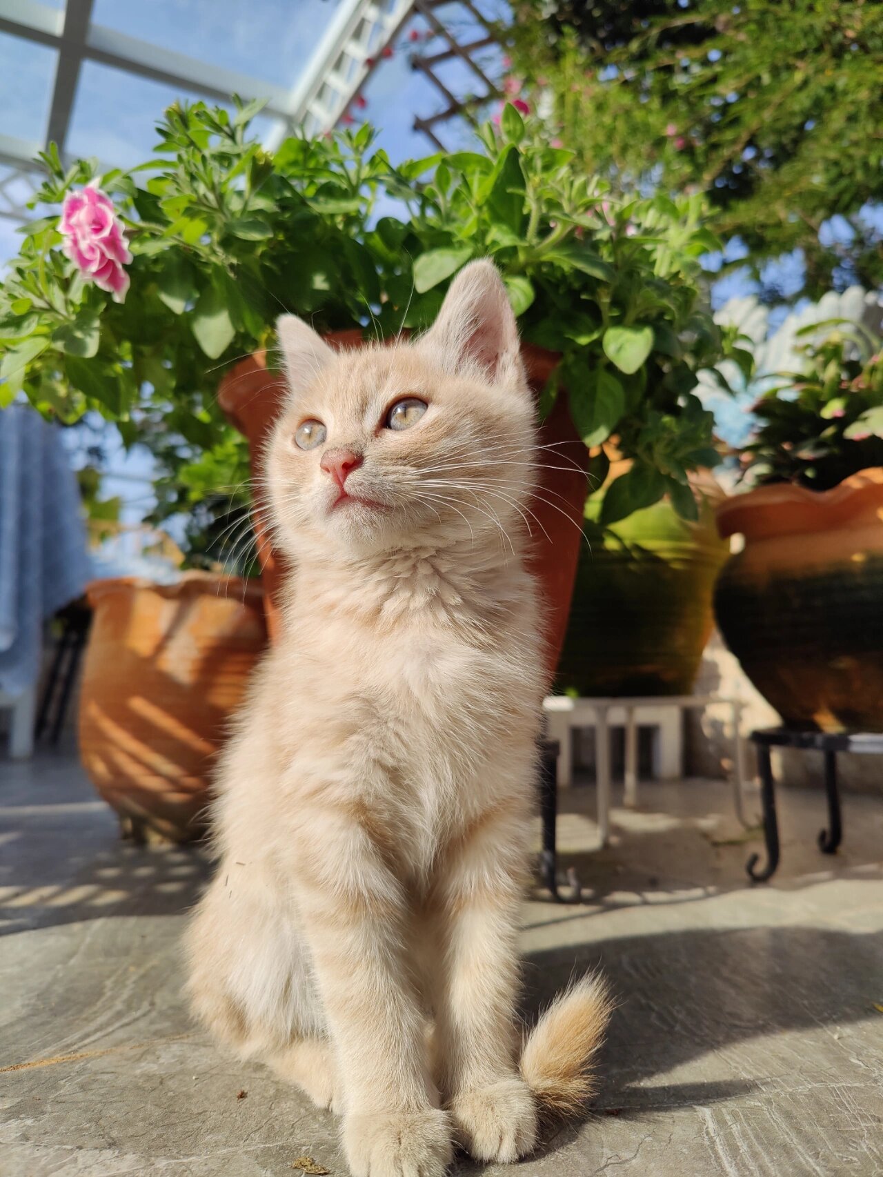 奶茶色中华田园猫