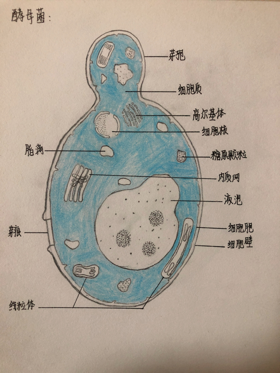 酵母菌结构图简图图片