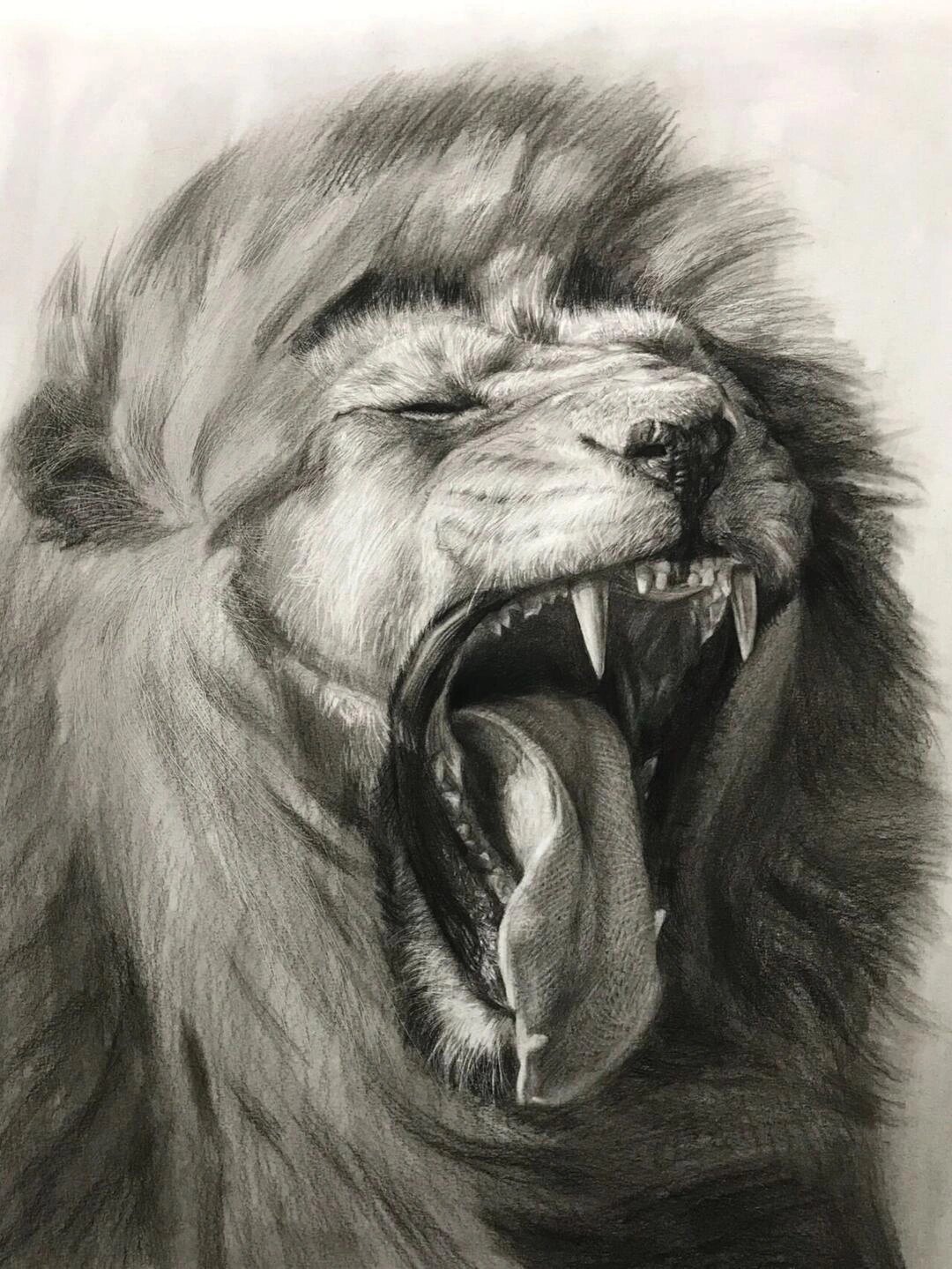 动物素描·狮子