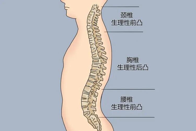 脊柱的生理曲度 脊柱生理曲度概述  当人体直立或坐位时