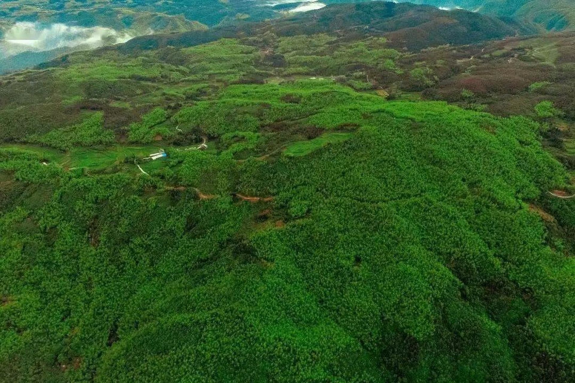 磻溪大洋山,福鼎白茶最好的山场之一 福鼎磻溪大洋山,位于福建省东北