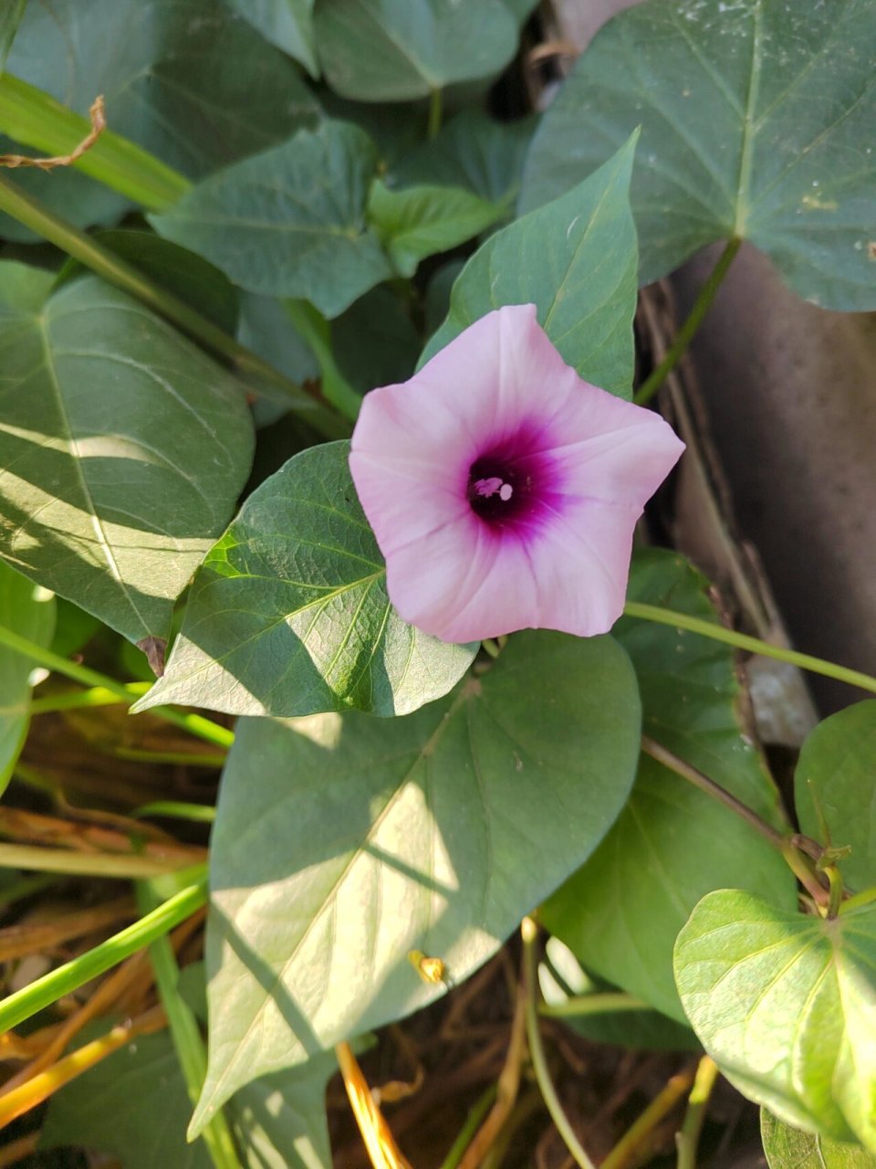 紫薯的花蛮可爱.